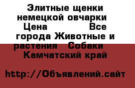 Элитные щенки немецкой овчарки › Цена ­ 30 000 - Все города Животные и растения » Собаки   . Камчатский край